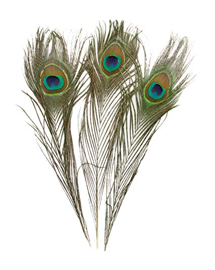 Riikinkukon sulka